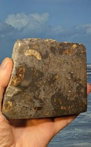 Jurassic Lyme Regis polierter Meeresboden 125 x 105 mm. Gebägte Basis Briefbeschwerer. 490 Gramm - Bild 1 von 7