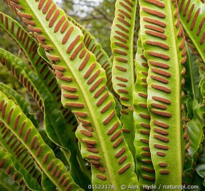 Asplenium Scolopendrium COLD CLIMATE Hart’s Harts Tongue Fern UK 1000 SEED SPORE - Image 1 of 2