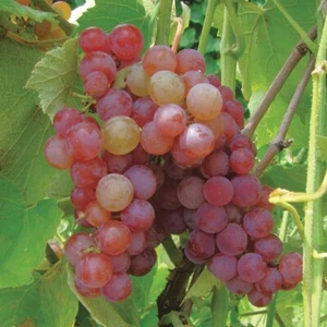 1 SOMERSET RED Seedless Live Grape Vine Plant - 1-2 yr Old - Pruned for Planting - Picture 1 of 4