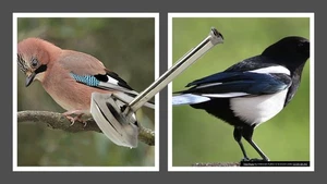 Magpie and Jay call by Helen Baud - Picture 1 of 1