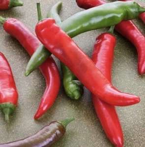 Thai Giant Long Chilli Seed 35 Seeds Medium Spicy Chilli for Great Flavour - Picture 1 of 11