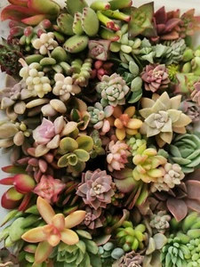 Free Express Post - 42 Colorful Mini succulent cuttings in gift box - Picture 1 of 12