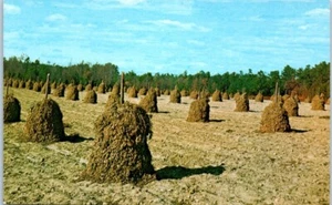 PEANUT STACKS agriculture - Postcard - Picture 1 of 2