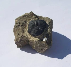 Trilobit Gerastos Fossil Marokko Gliederfüßer Fossilien TT019 Trilobite - Bild 1 von 1