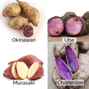 3 libras de ñame púrpura dulce japonés hawaiano fresco de Okinawa - Imagen 1 de 8