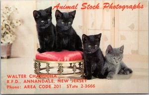 Annandale, New Jersey Advertising Postcard Cute Kittens "Animal Stock Photos" - Picture 1 of 2