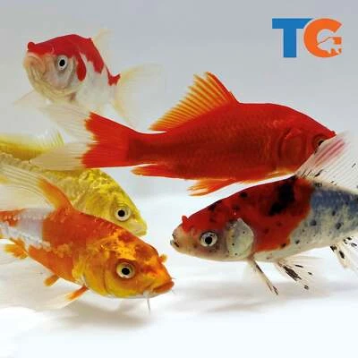 Koi and Goldfish Combo Pack For Sale – Buy Live Koi and Goldfish Online | Toledo - Image 1 of 4