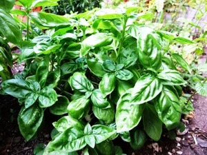 ORGANIC SWEET BASIL HEIRLOOM HERB 1000 SEEDS SEASONING NATURAL PEST DETERRENT - Bild 1 von 4