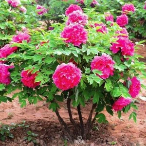 Paeonia suffruticosa mix colors 5 PCS fresh seeds, Peony seeds, Flower seeds - Picture 1 of 8