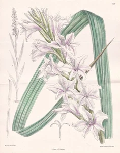 Gladiolus Oppositiflorus Kaffraria Botany Flower Botany Lithograph Curtis 7292 - Picture 1 of 1