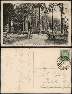 Pocztówka Mohorn-Wilsdruff Landberg, wybieg dla zwierząt - jeleń 1926 - Zdjęcie 1 z 3