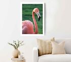 Pink & White Flamingo Looking at Camera Poster Premium Quality Choose your Size