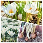 CROCUS BULBS 50 JOAN OF ARC (ACTIVELY GROWING) Spring Flowering Bulbs Plants