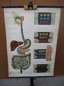 Schulwandkarte,Rollkarte,Lehrtafel Rollbild " Verdauung " Anatomie - Bild 1 von 5
