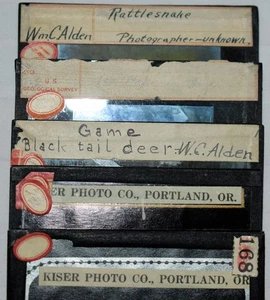 177w. WC ALDEN USGS KONVOLUT 6x GLASDIAS, TIERE, KLAPPER, GROSSE HORNSCHAFE - Bild 1 von 9