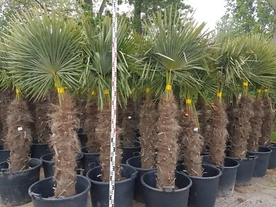 Hanfpalme Trachycarpus Fortunei Stamm ca. 80-100 cm Gesamthöhe ca. 160-200 cm - Bild 1 von 2