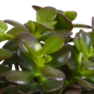Miscela Crassula in pentola di terracotta 10,5 cm - 3 crassule diverse per la tua Z - Foto 1 di 12