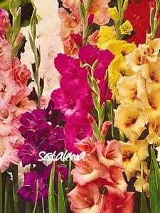 Gladiolus Mixed Blend (7)Bulbs - Picture 1 of 1