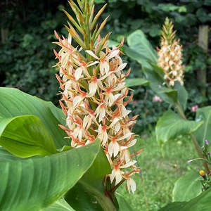 Hedychium densiflorum ‘Stephen’ Exotic hardy ginger lily. Supplied bare root. - Picture 1 of 5