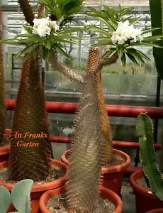 Pachypodium lamerei, Dickfuß,Madagaskar-Palme,Sukkulente,Zimmer-Pflanze,10 Samen - Bild 1 von 3