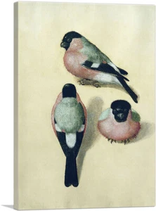 ARTCANVAS Three Studies of a Bullfinch Canvas Art Print by Albrecht Durer - Foto 1 di 11