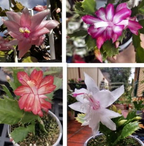 RARE SCHLUMBERGERA ZYGOCACTUS CHRISTMAS CACTUS 2 PCS CUTTINGS SUCCULENT - Picture 1 of 20