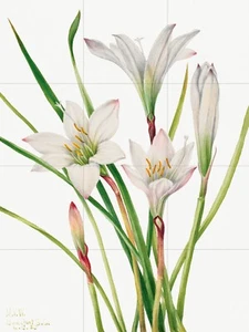 Panel de cerámica mural/mosaico de azulejos de Atamasco flor de lirio arte de pared impresión botánica - Imagen 1 de 4