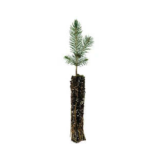 Blue Spruce | Small Tree Seedling | The Jonsteen Company - Picture 1 of 10