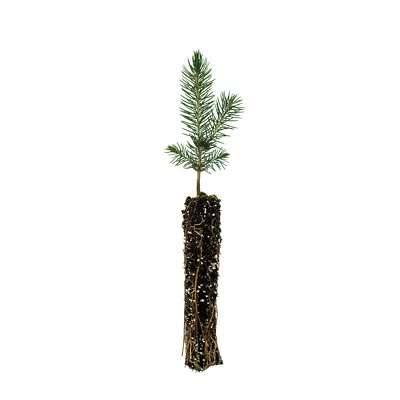 Blue Spruce | Small Tree Seedling | The Jonsteen Company - Image 1 of 4