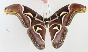 SA24513. Unmounted insect: Saturnia lesoudieri. North Vietnam. - Picture 1 of 3