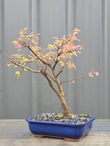 Large Chinese Elm Bonsai FREE EXPRESS POST - Picture 1 of 8