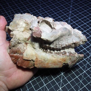 Teschio Oreodont Merycoidodonte fossile, Badlands South Dakota fossile - Foto 1 di 24