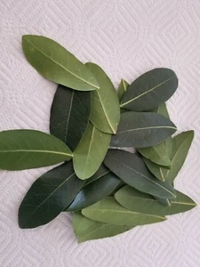 Freshly picked California Bay Leaves - Organic (no pesticides, approx.15 leaves) - Picture 1 of 2