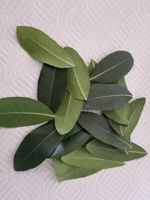 Freshly picked California Bay Leaves - Organic (no pesticides, approx.15 leaves)