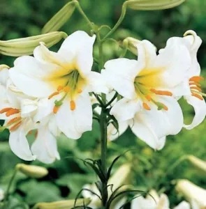 LILIUM~REGALE ALBUM~FLOWER BULBS~ 4-6FT TALL TRUMPET LILIES~POWERFULLY FRAGRANT - Picture 1 of 2