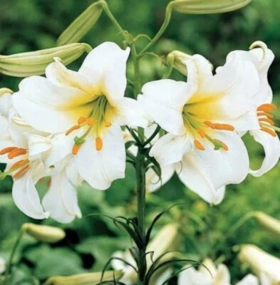 LILIUM~REGALE ALBUM~FLOWER  BULBS~ 4-6FT TALL TRUMPET LILIES~POWERFULLY FRAGRANT - Image 1 of 2