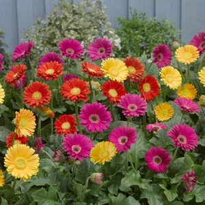 Hardy Gerbera, Garvinea Sweet Series, Bright Colours, Flowering, 3 x 7cm Pots - Picture 1 of 6