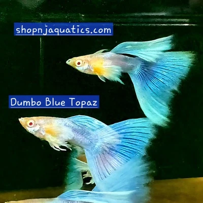Raro - Par 1m1f - Topacio Azul Dumbo VIP - Guppy de Super Alta Calidad Foto 1 de 3