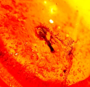 Bellissimo bocciolo di fiore in pietra preziosa fossile ambra dominicana - Foto 1 di 6