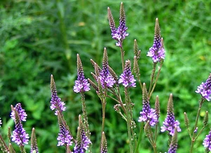 Blue Vervain Seeds 200+ Verbena Hastata Perennial Garden Medicinal USA FREE S&H - Picture 1 of 1
