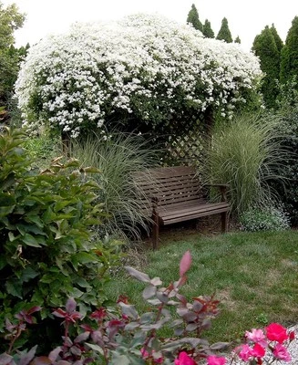 Sweet Autumn Clematis  4"-12" Live Plant Clematis terniflora 'Paniculata'  - Image 1 of 4