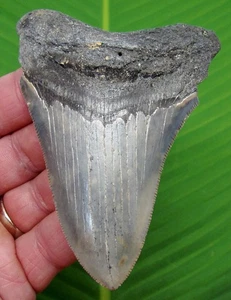 4,18“ MEGALODON ZAHN echte fossile Haizähne keine Restauration - Bild 1 von 3
