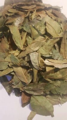 Hojas de Guanabana Orgánica 4,oz de MÉXICO. Envío gratis, hojas de graviola Foto 1 de 4