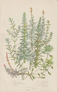 Sumpf-Wasserstern Tausendblatt Tannenwedel CHROMOLITHOGRAFIE von 1905 Botanik - Bild 1 von 3