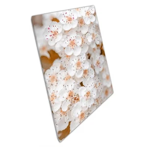 Midland Hawthorn Tree Canvas Print - Delicate White Flowers in Spring - Home - Picture 1 of 10