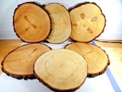 6 Unfinished Natural Tree Trunk CIRCLES WOOD SLICES 10.5" Rustic Table Setting - Image 1 of 3