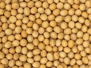 Premium Grade Non-Gmo Soybeans (5 Pounds) - Great for Soy Milk and Tofu - Newest - Picture 1 of 12