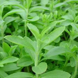 Stevia Rebaudiana Candyleaf Sweetleaf Natural Sweetener 100 seeds - Picture 1 of 4