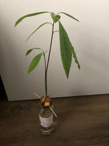 Persea americana 'Hass' Avocado Pflanze Baum 40 - 60cm Große Früchte möglich - Bild 1 von 3