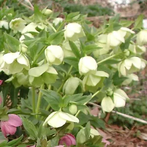 White Lenten Rose for Winter Color - Live Plant - "Christmas Rose" - Picture 1 of 2